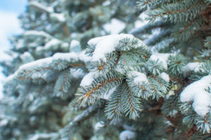 Blue Spruce Snow