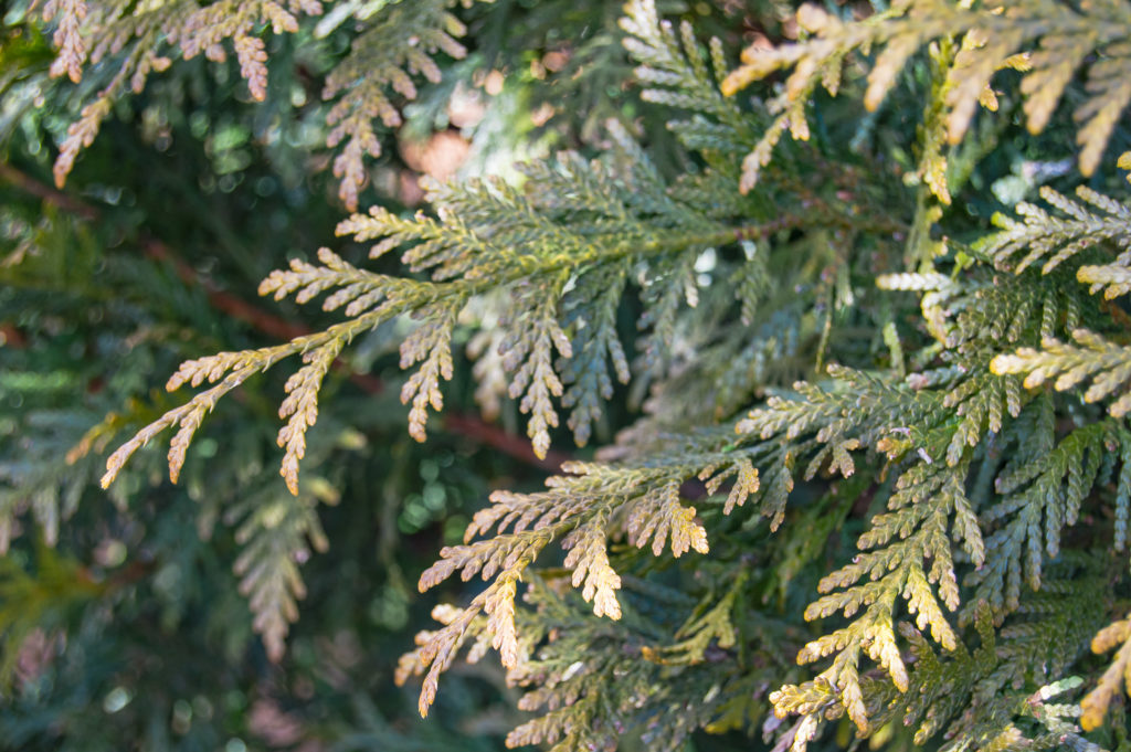 Winter Bronzing Green Giant Arborvitae